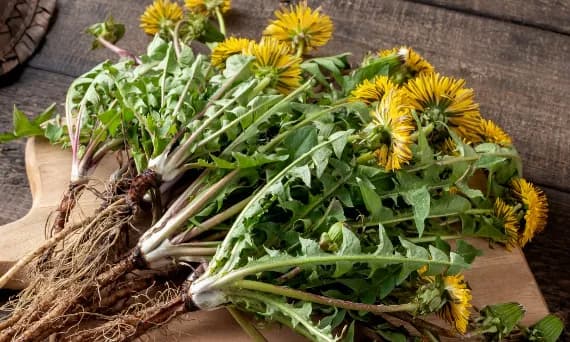 Jak zażywać korzeń mniszka, aby skutecznie poprawić zdrowie?